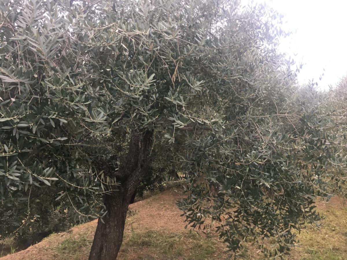 Agriturismo Lavalleggia Tovo San Giacomo Bagian luar foto
